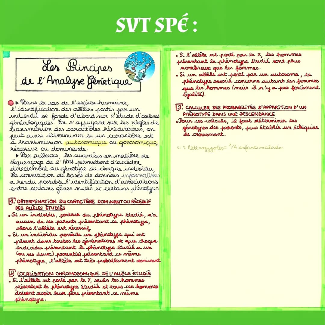 SVT SPÉ:
Origine du
Genotype des Individus
I- La conservations des genomes: stabilité
génétique et évolution clonale
▶Une cellule qui subit 