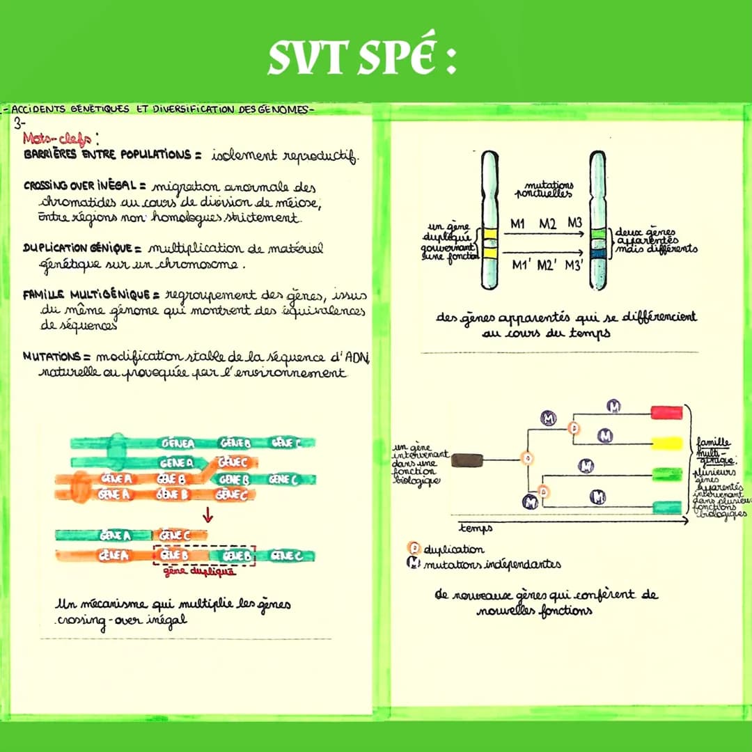 SVT SPÉ:
Origine du
Genotype des Individus
I- La conservations des genomes: stabilité
génétique et évolution clonale
▶Une cellule qui subit 