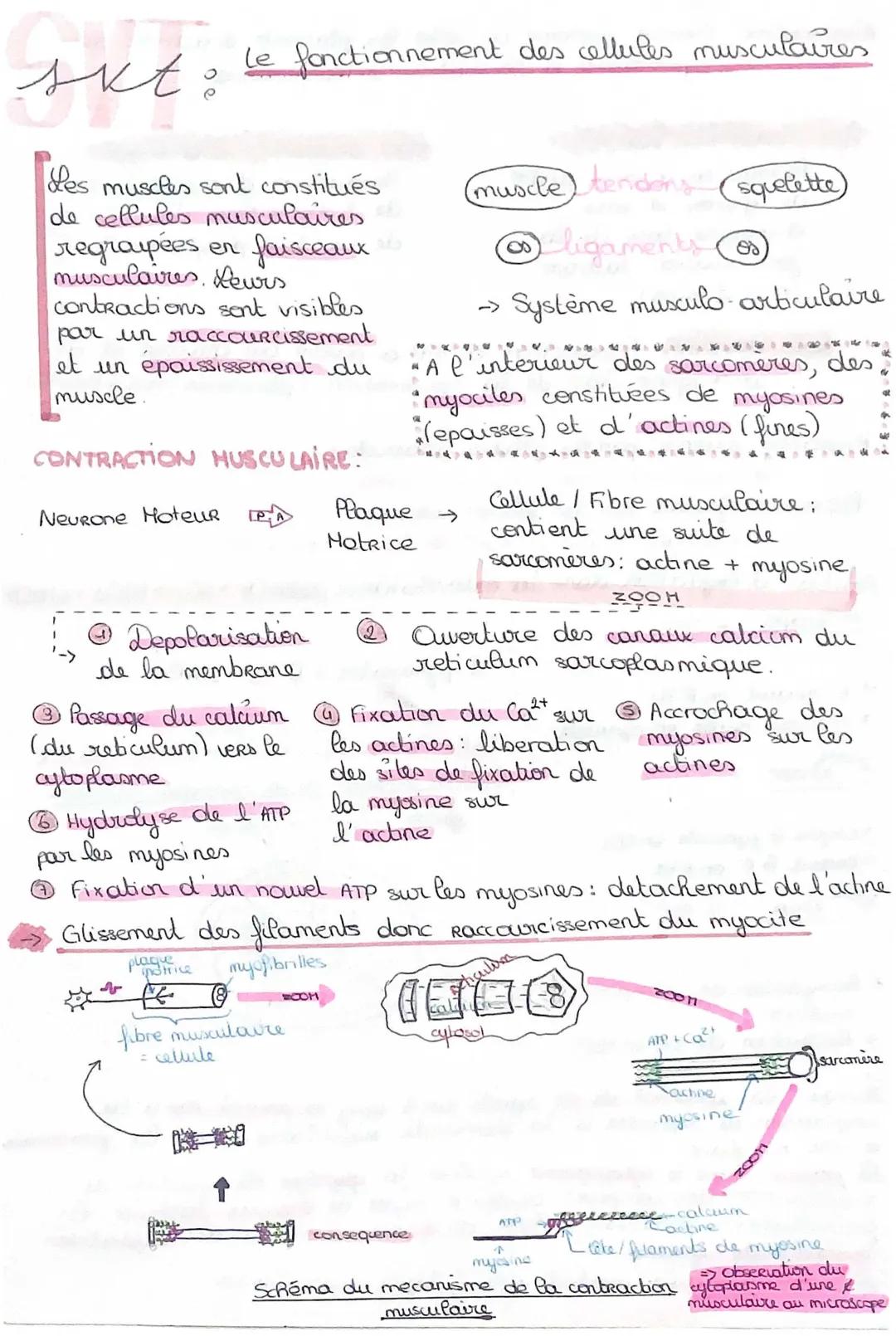 SVT: Le fonctionnement des cellules musculaires 