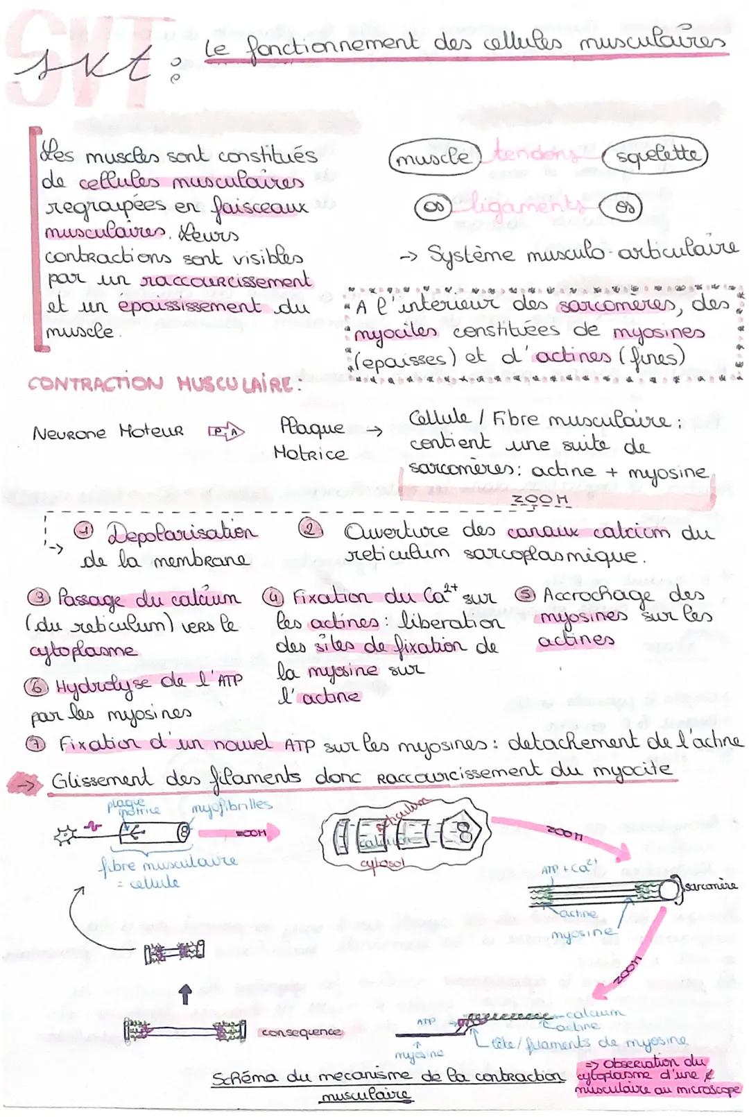 Le fonctionnement des cellules musculaires
skt:
Les muscles sont constitués
de cellules musculaires
regroupées en faisceaux
musculaires. Leu