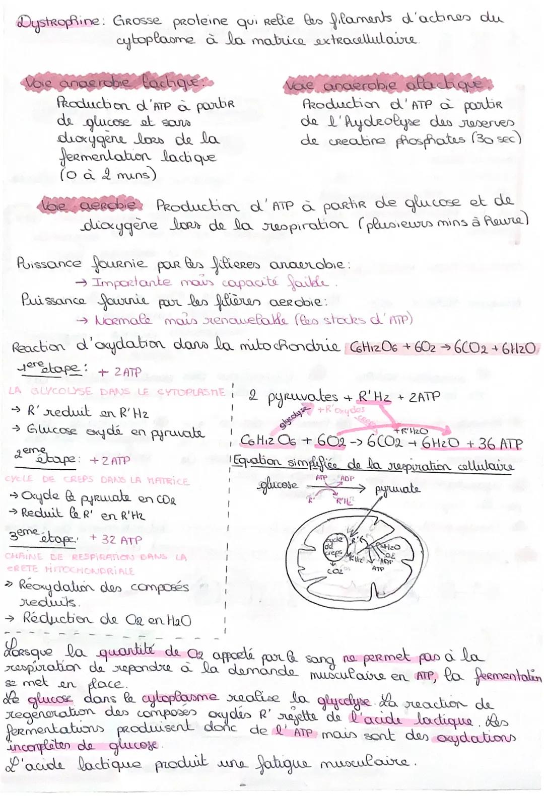 Le fonctionnement des cellules musculaires
skt:
Les muscles sont constitués
de cellules musculaires
regroupées en faisceaux
musculaires. Leu