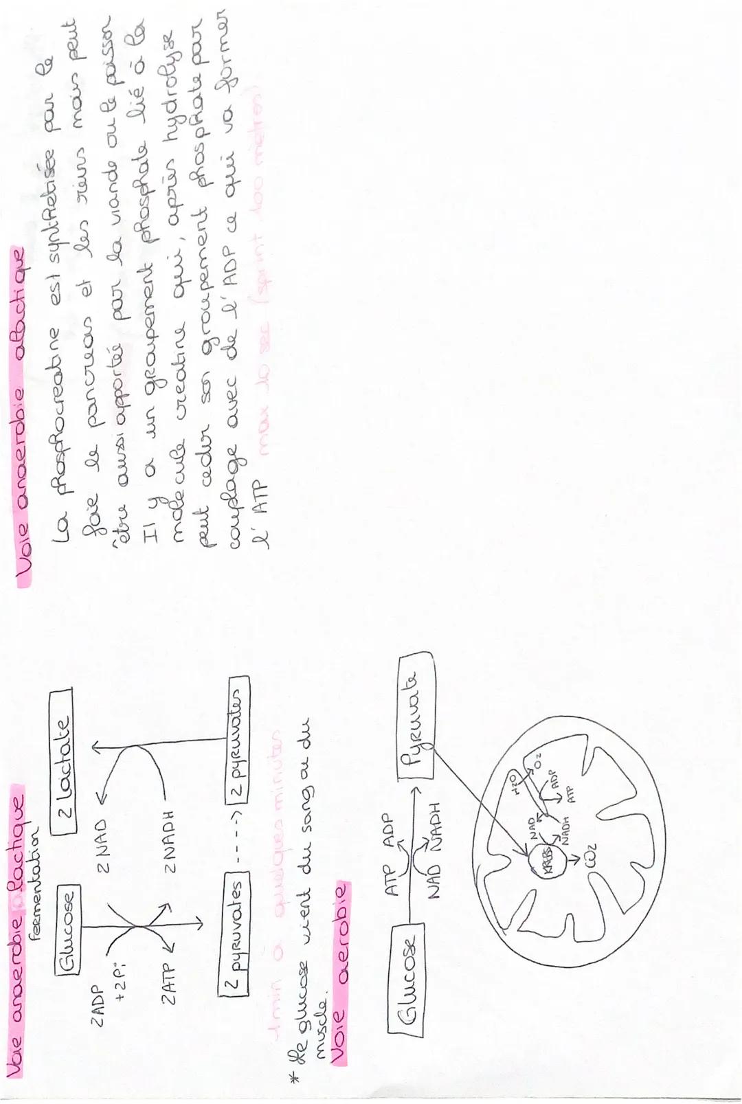 Le fonctionnement des cellules musculaires
skt:
Les muscles sont constitués
de cellules musculaires
regroupées en faisceaux
musculaires. Leu
