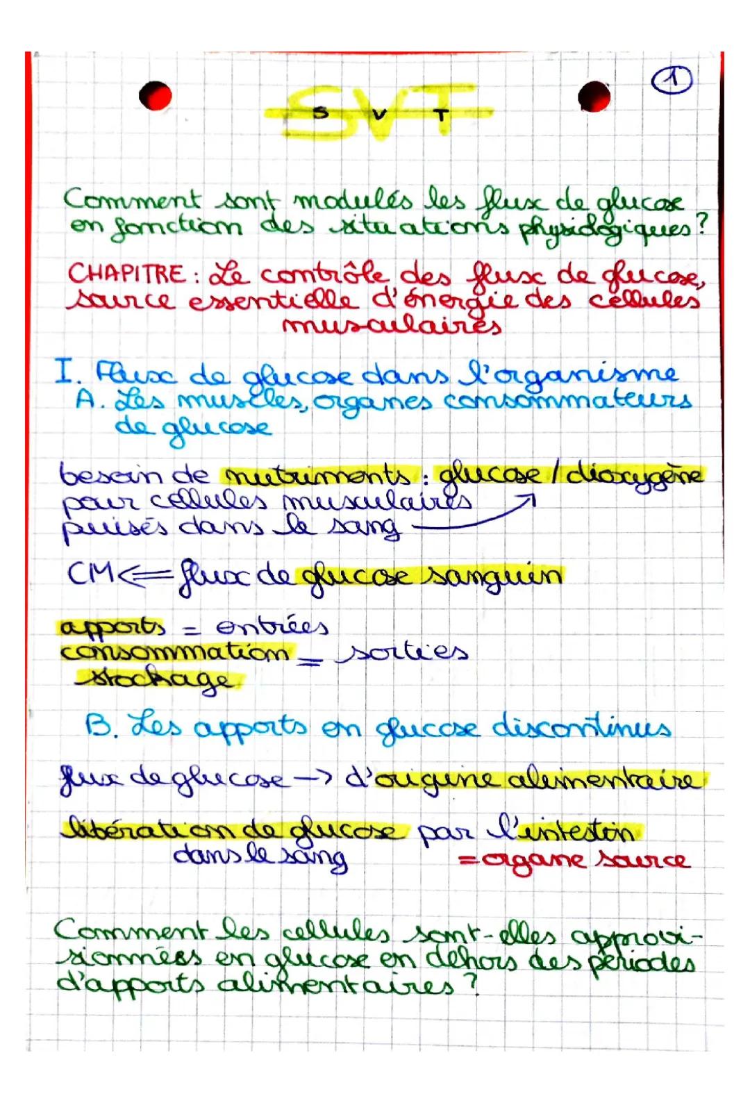 Le Contrôle des Flux de Glucose : Tout Savoir pour le Bac SVT