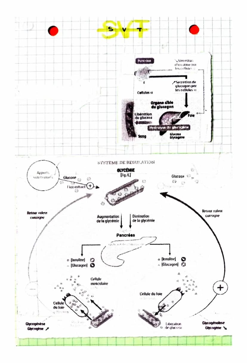 Comment sont modulés les flux de glucose
en fonction des situations physiologiques?
CHAPITRE: Le contrôle des flux de glucose,
source essent