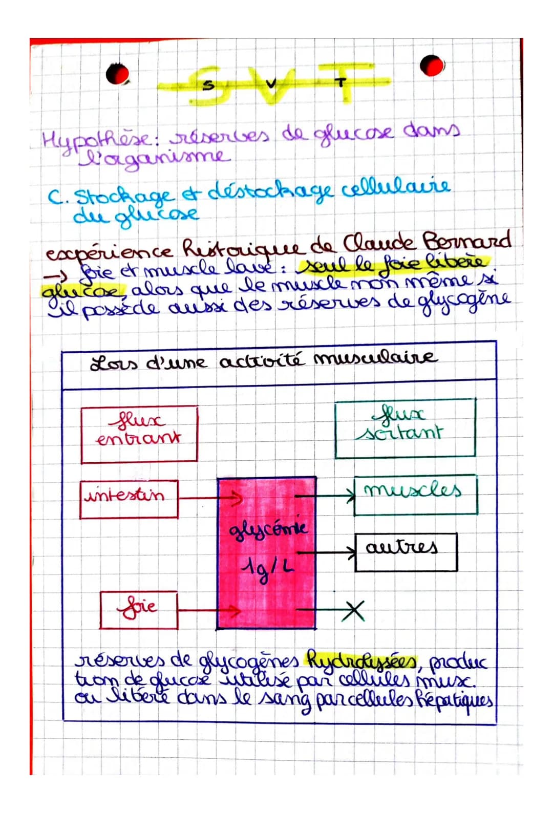Comment sont modulés les flux de glucose
en fonction des situations physiologiques?
CHAPITRE: Le contrôle des flux de glucose,
source essent