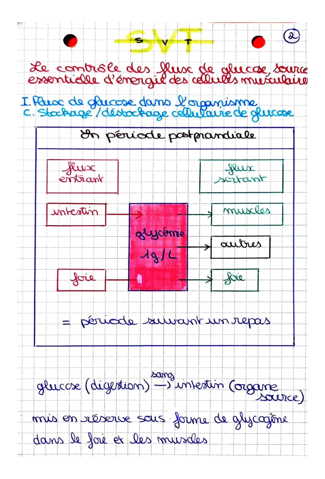 Comment sont modulés les flux de glucose
en fonction des situations physiologiques?
CHAPITRE: Le contrôle des flux de glucose,
source essent
