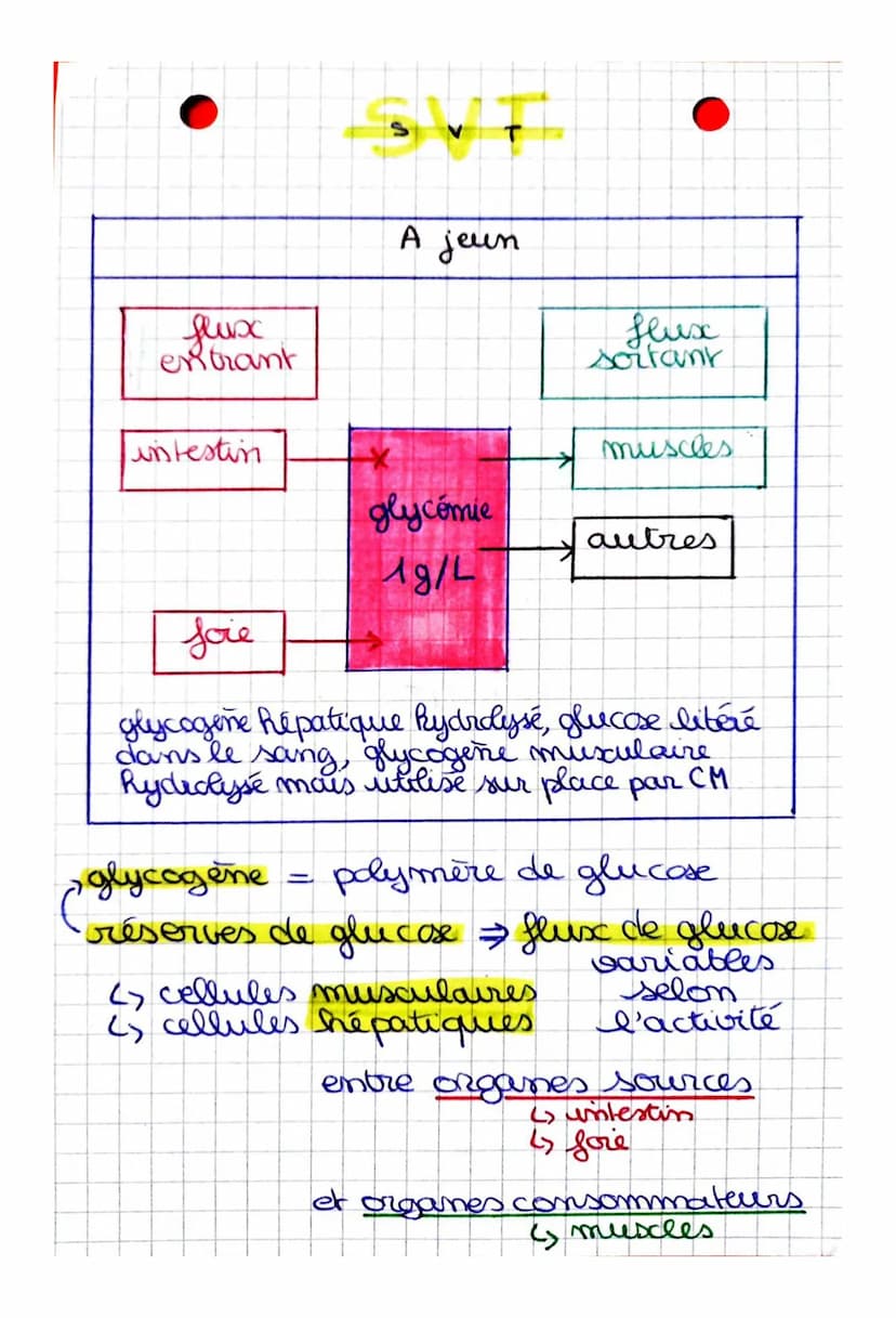 Comment sont modulés les flux de glucose
en fonction des situations physiologiques?
CHAPITRE: Le contrôle des flux de glucose,
source essent