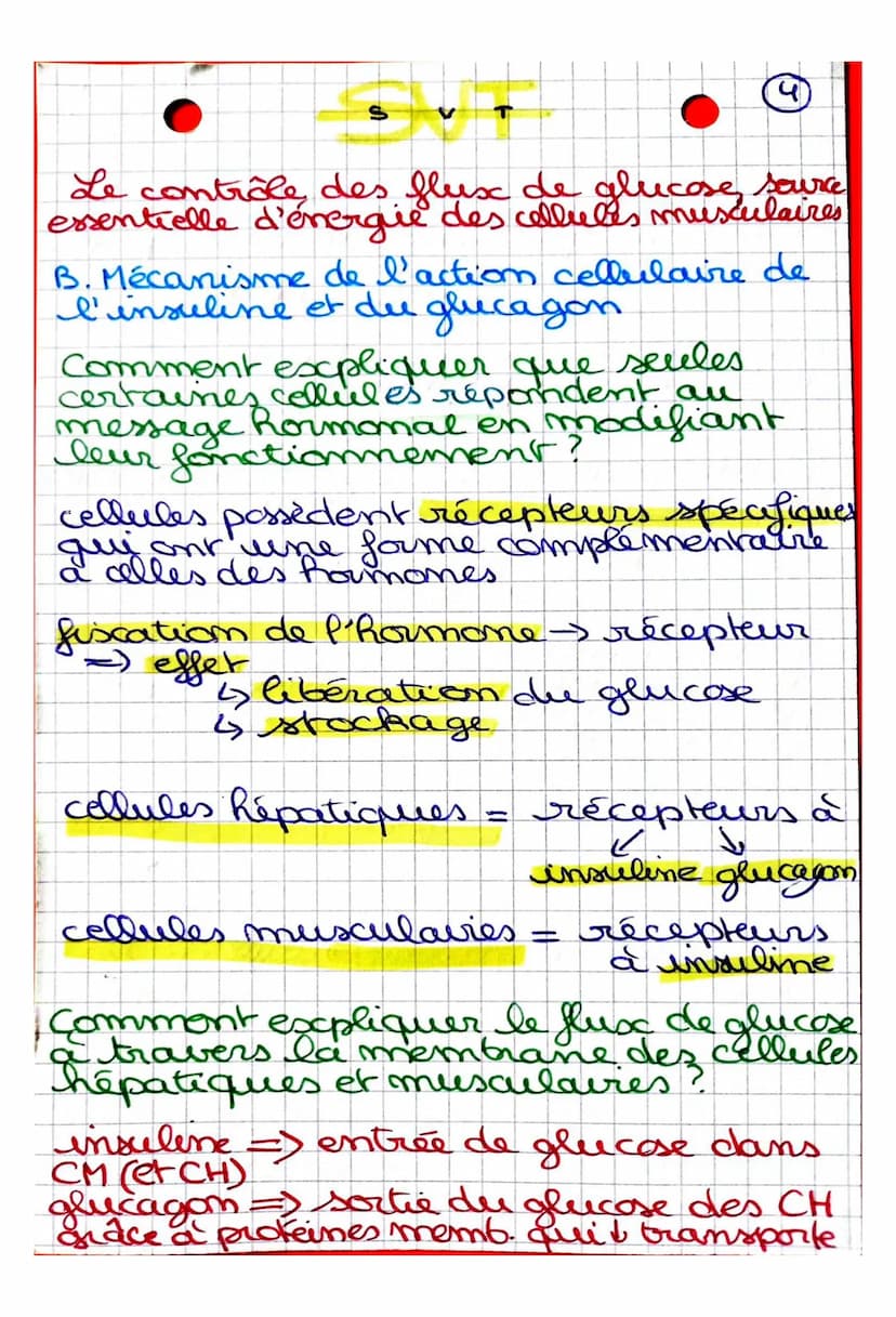Comment sont modulés les flux de glucose
en fonction des situations physiologiques?
CHAPITRE: Le contrôle des flux de glucose,
source essent