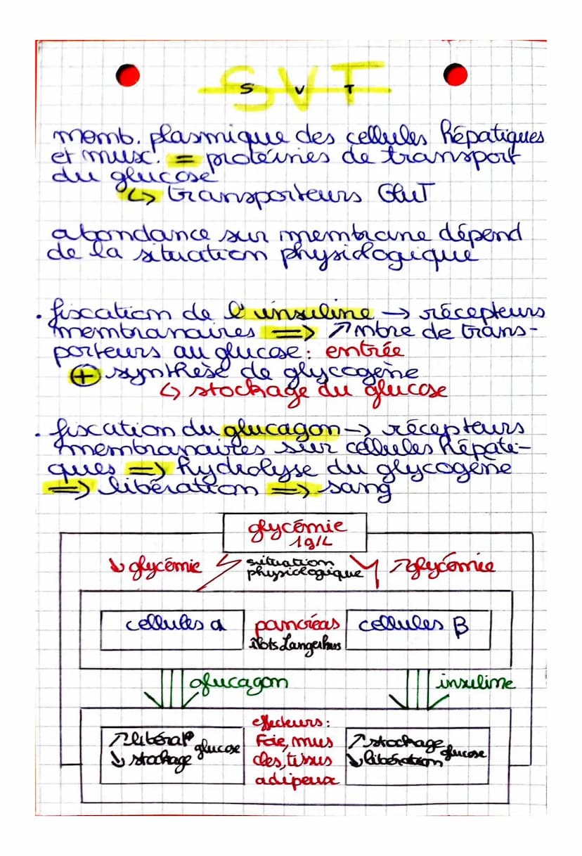 Comment sont modulés les flux de glucose
en fonction des situations physiologiques?
CHAPITRE: Le contrôle des flux de glucose,
source essent
