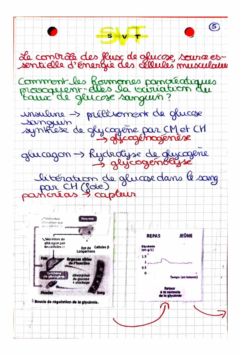 Comment sont modulés les flux de glucose
en fonction des situations physiologiques?
CHAPITRE: Le contrôle des flux de glucose,
source essent