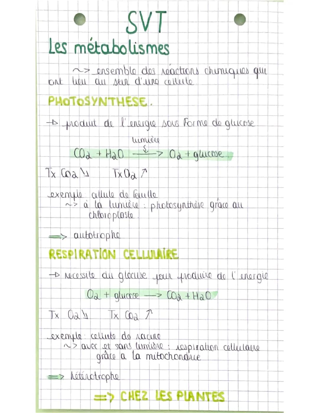 Les métabolismes 