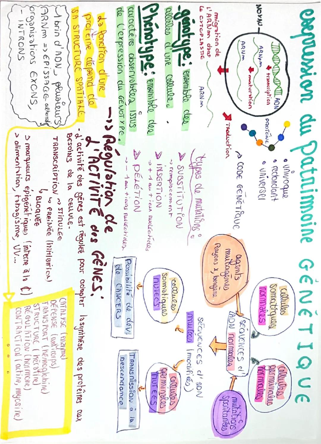 # expression du patrimoine GENETIQUE

• univoque
• reclonciant
• universel

IIIMIDITATIIL AOM

transcription

PROTEINE

NOYAU

ARNpm
maturat