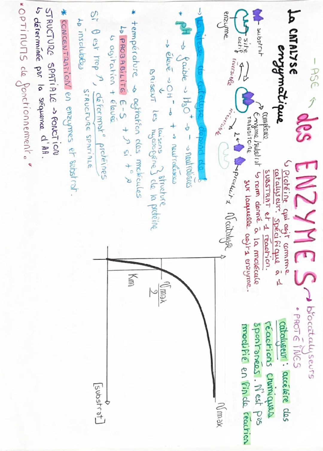 # expression du patrimoine GENETIQUE

• univoque
• reclonciant
• universel

IIIMIDITATIIL AOM

transcription

PROTEINE

NOYAU

ARNpm
maturat
