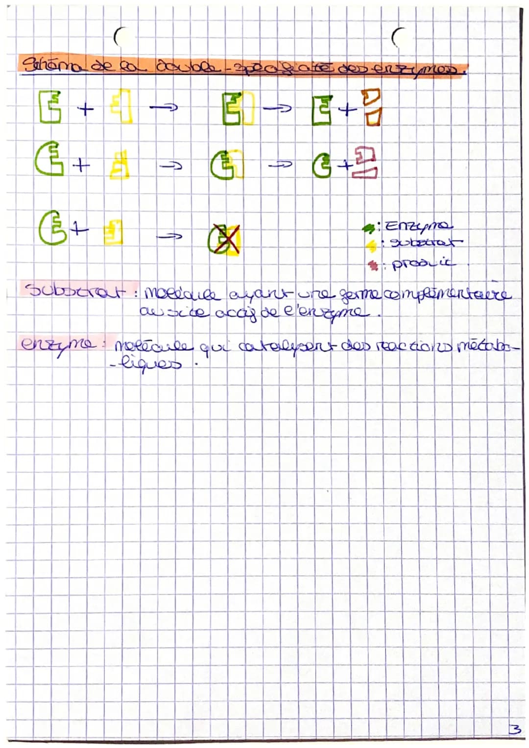 Stabilité, expression et variabilité de l'inge genocque
Comment one enzyme, proteine irve de l'expression
d'un gène, joue t-elle son rela do