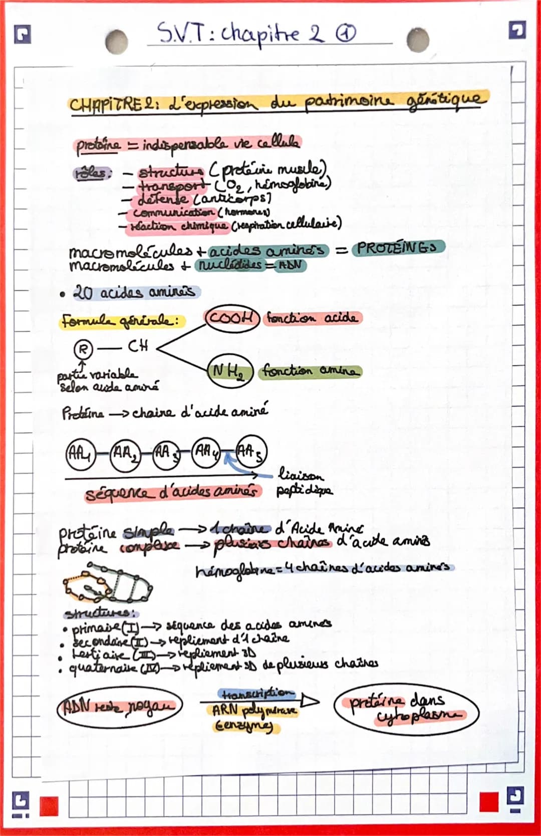 !G
SVT: chapitre 20
CHAPITRE 2: L'expression du patrimoine génétique
protoine = indispensable vie cellula
rôles.
structurs ( proteine musile