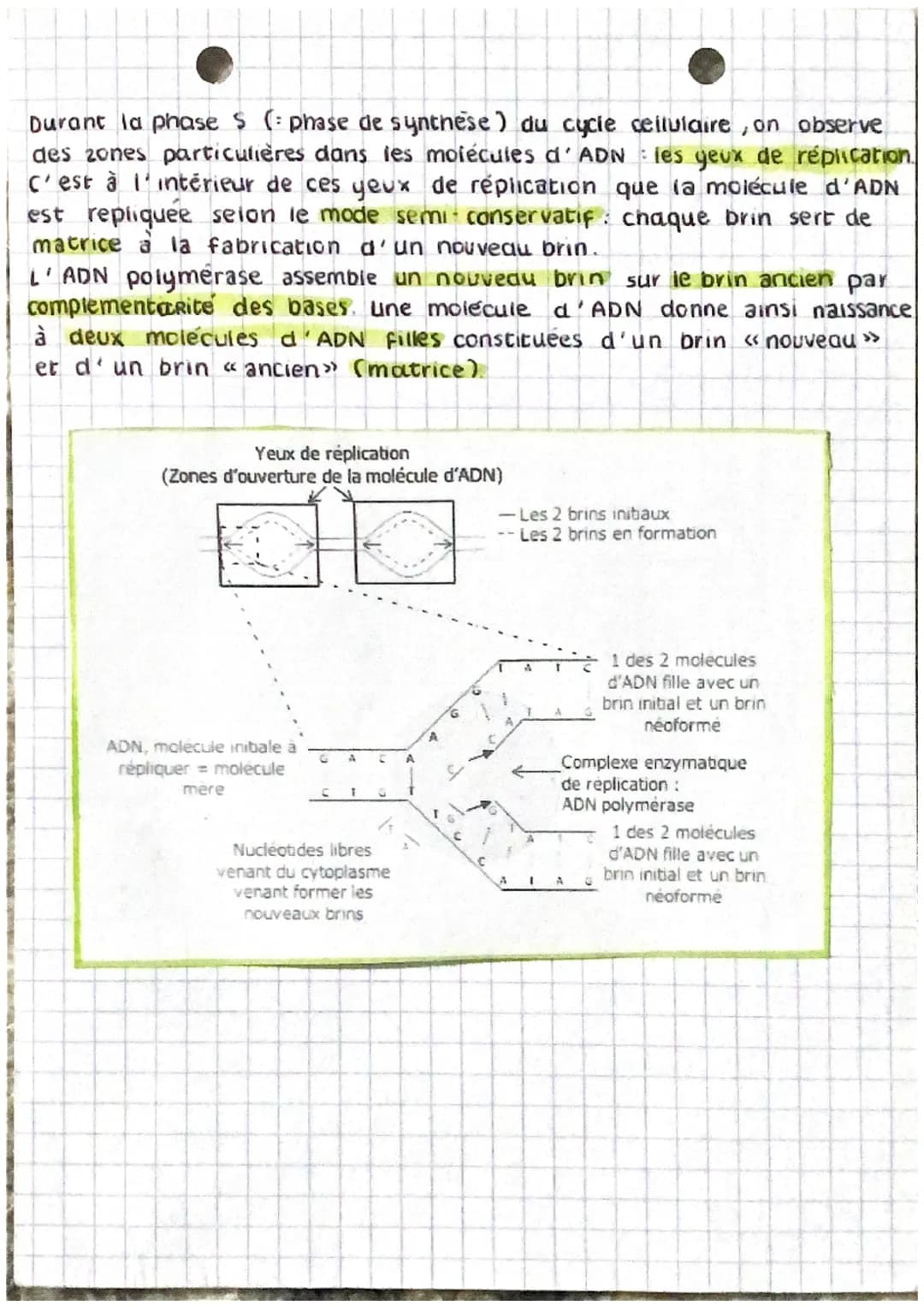 cellule mère enveloppe nucleaire
cytoplasme
8
(r+
M
MITOSE
membrane cytoplasmique
4 chromosomes simple
(chromatides)
chromosomes double
à 2 