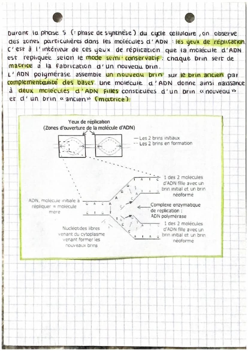 cellule mère enveloppe nucleaire
cytoplasme
8
(r+
M
MITOSE
membrane cytoplasmique
4 chromosomes simple
(chromatides)
chromosomes double
à 2 