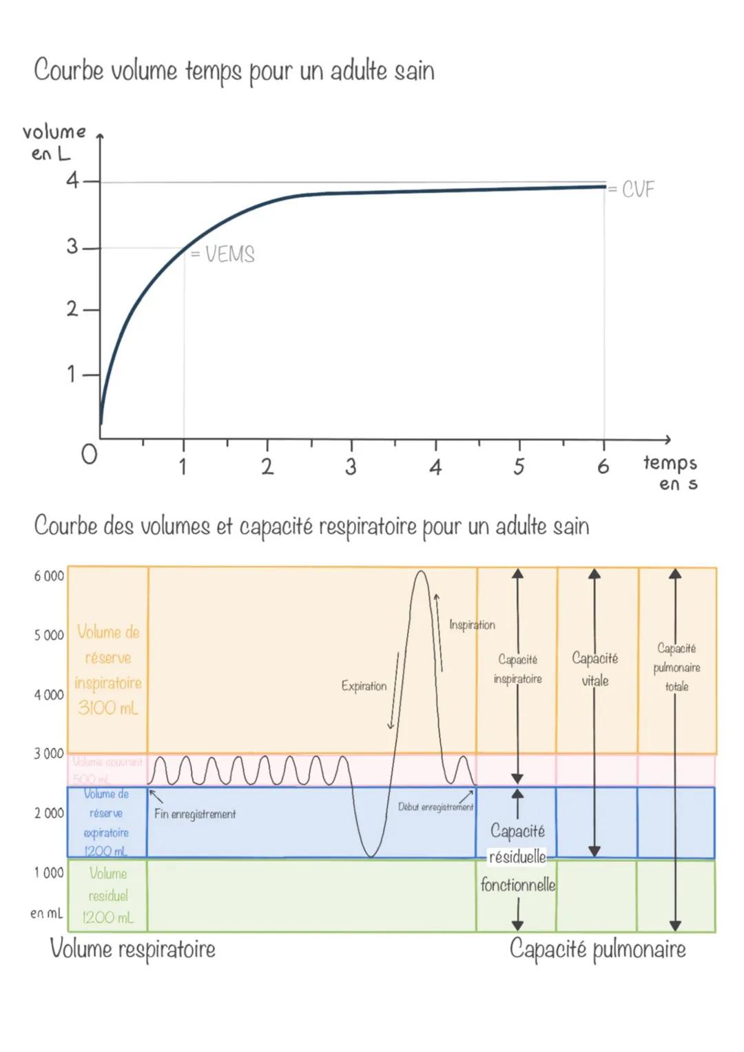 Courbe volume temps pour un adulte sain
volume
en L
4
6 000
4 000
3 000
2.
5 000 Volume de
réserve
inspiratoire
3100 mL
2 000
3.
1
Courbe de
