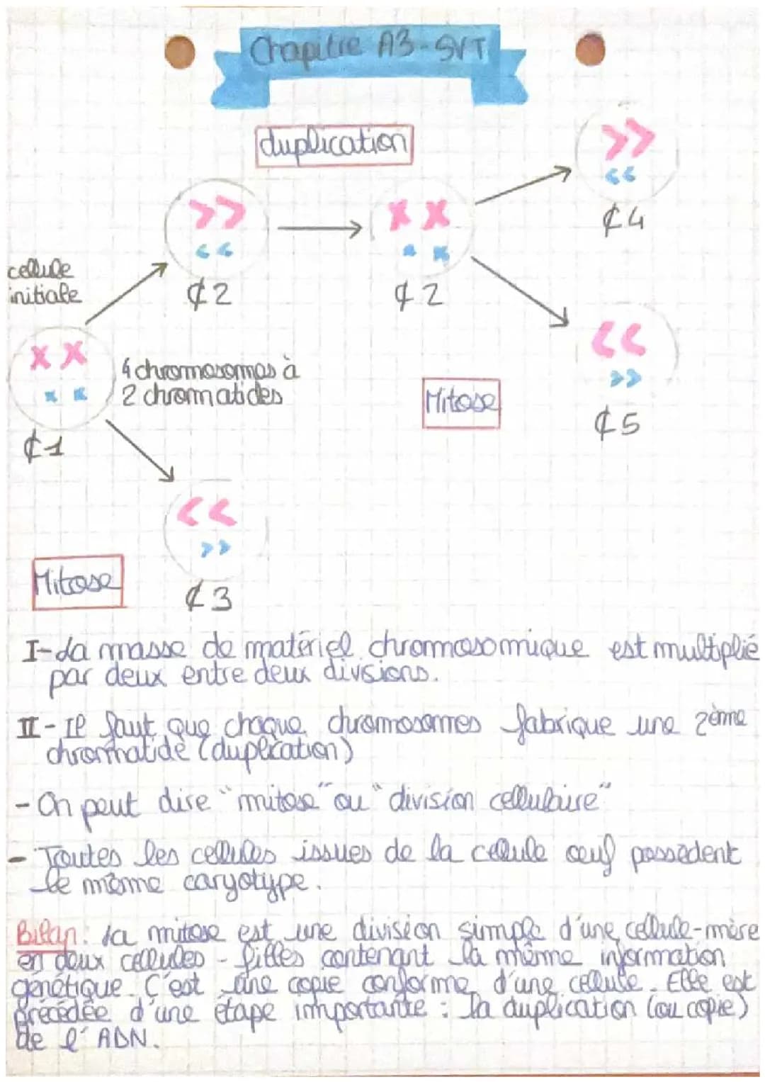 Découvre la Mitose: Comment l'ADN se Double et les Cellules se Divisent!