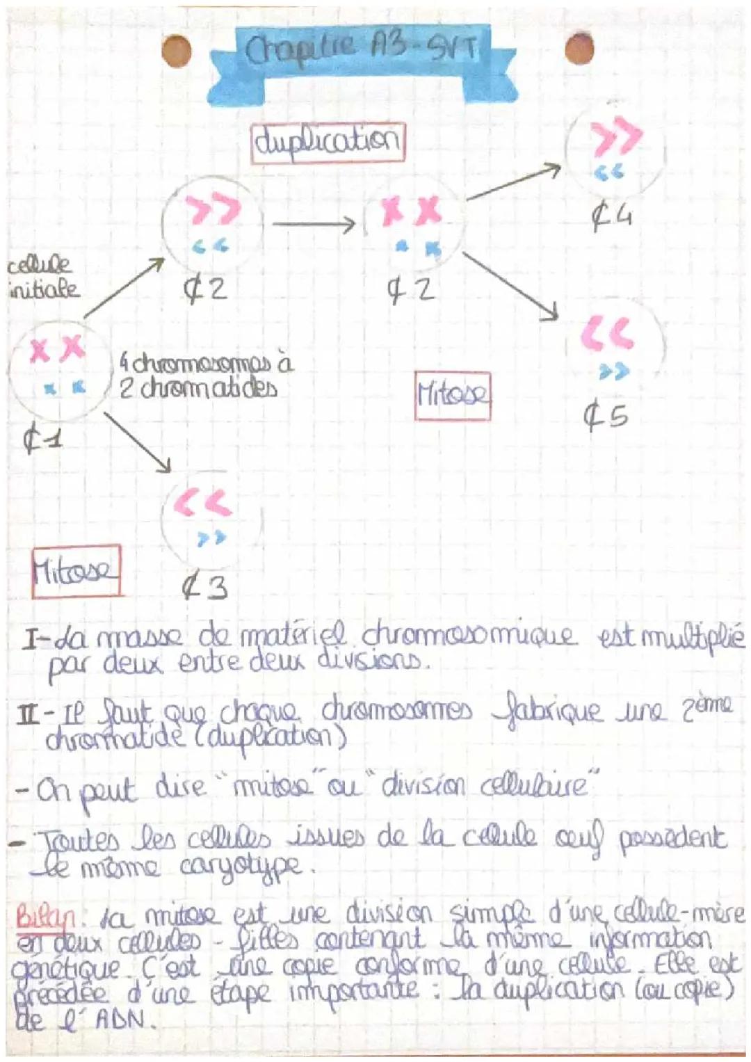 Découvre la Mitose: Comment l'ADN se Double et les Cellules se Divisent!