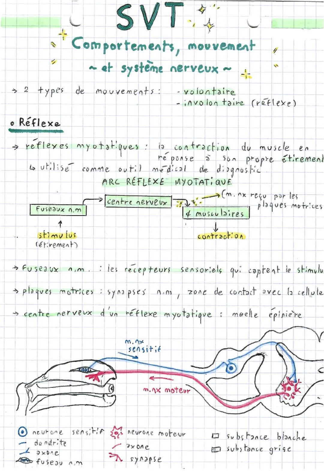 Les réflexes et mouvements: Réflexe myotatique, Transmission synaptique et Mouvement volontaire