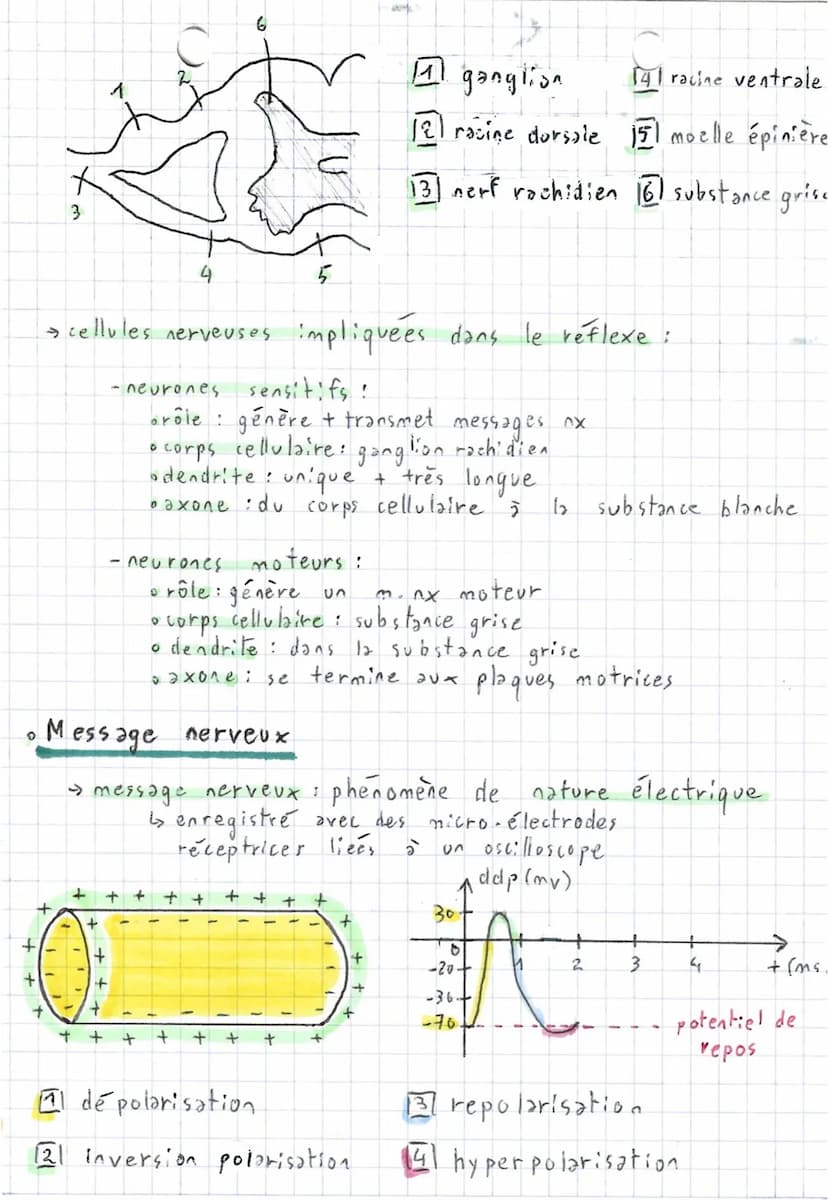 4
4
Comportements,
2 types de mouvements:
Fuseaux n.m
stimulus
(étirement)
→ Fuseaux
SVT.
~ et système nerveux ~
axone
fuseau cim
• Réflexe

