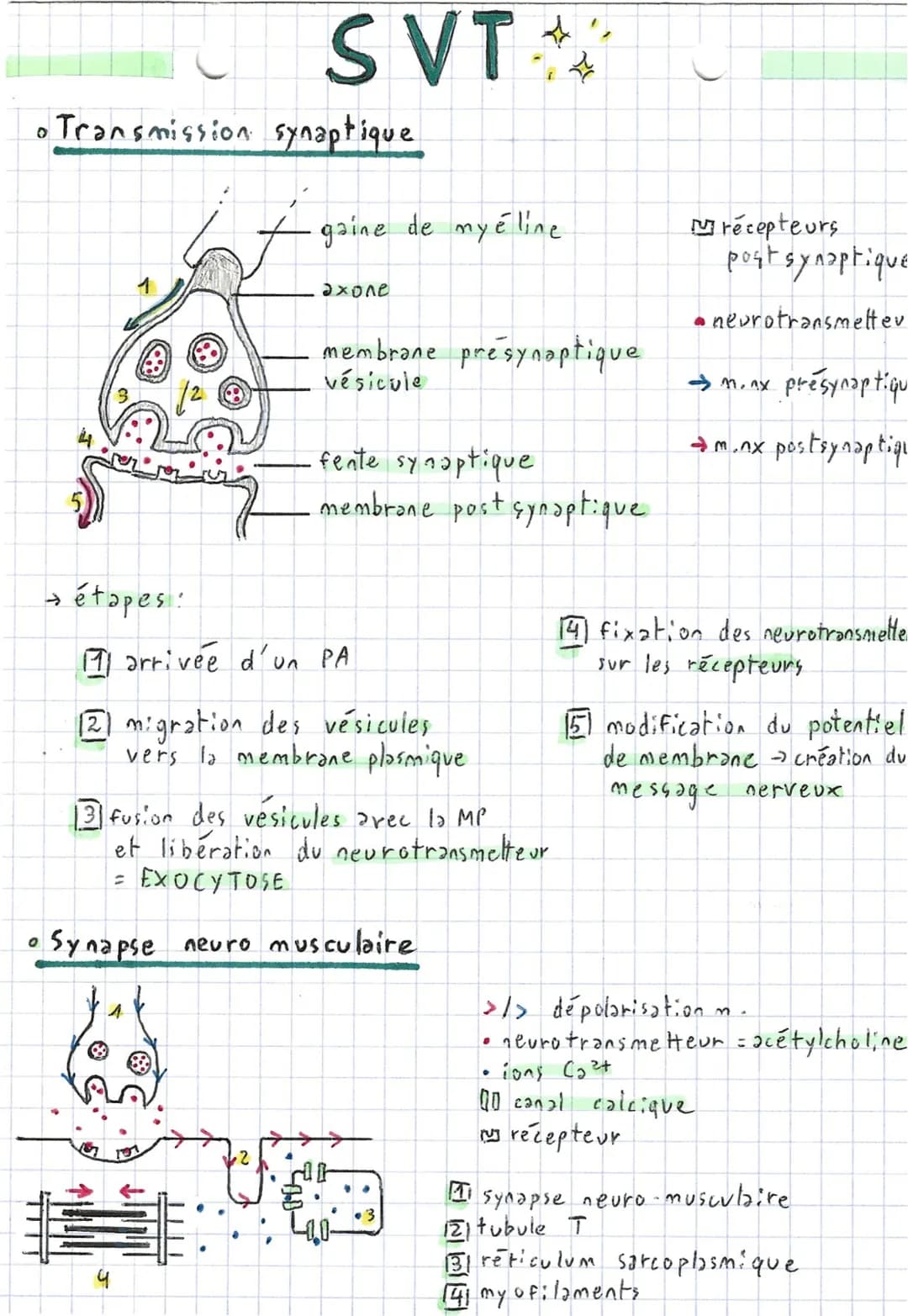 4
4
Comportements,
2 types de mouvements:
Fuseaux n.m
stimulus
(étirement)
→ Fuseaux
SVT.
~ et système nerveux ~
axone
fuseau cim
• Réflexe
