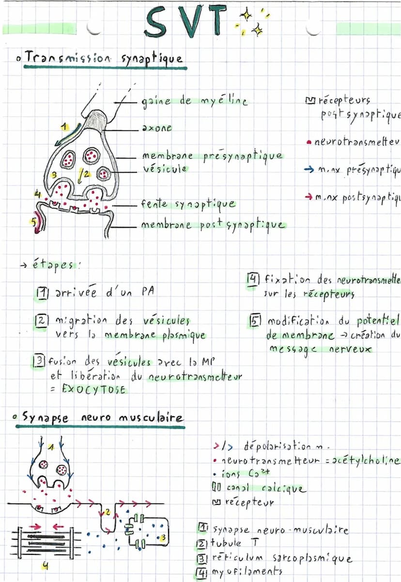 4
4
Comportements,
2 types de mouvements:
Fuseaux n.m
stimulus
(étirement)
→ Fuseaux
SVT.
~ et système nerveux ~
axone
fuseau cim
• Réflexe
