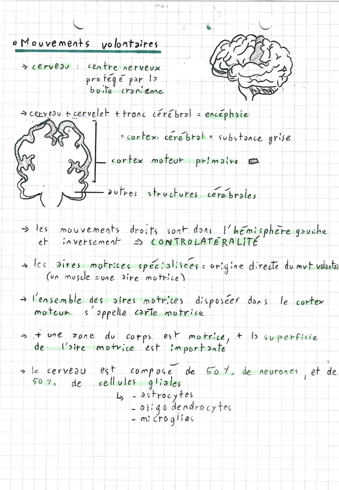 4
4
Comportements,
2 types de mouvements:
Fuseaux n.m
stimulus
(étirement)
→ Fuseaux
SVT.
~ et système nerveux ~
axone
fuseau cim
• Réflexe
