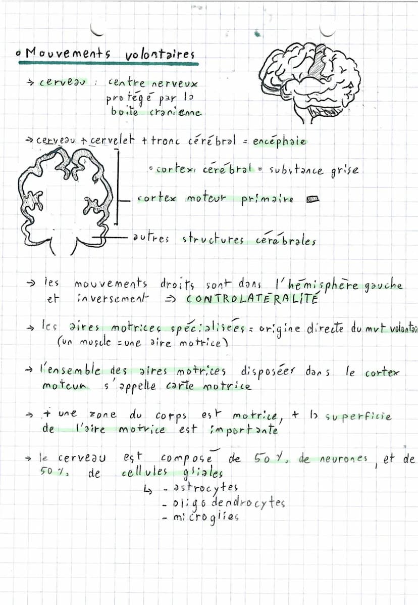 4
4
Comportements,
2 types de mouvements:
Fuseaux n.m
stimulus
(étirement)
→ Fuseaux
SVT.
~ et système nerveux ~
axone
fuseau cim
• Réflexe
