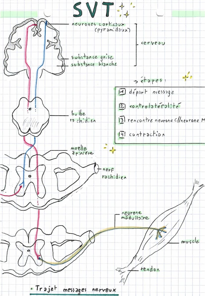 4
4
Comportements,
2 types de mouvements:
Fuseaux n.m
stimulus
(étirement)
→ Fuseaux
SVT.
~ et système nerveux ~
axone
fuseau cim
• Réflexe
