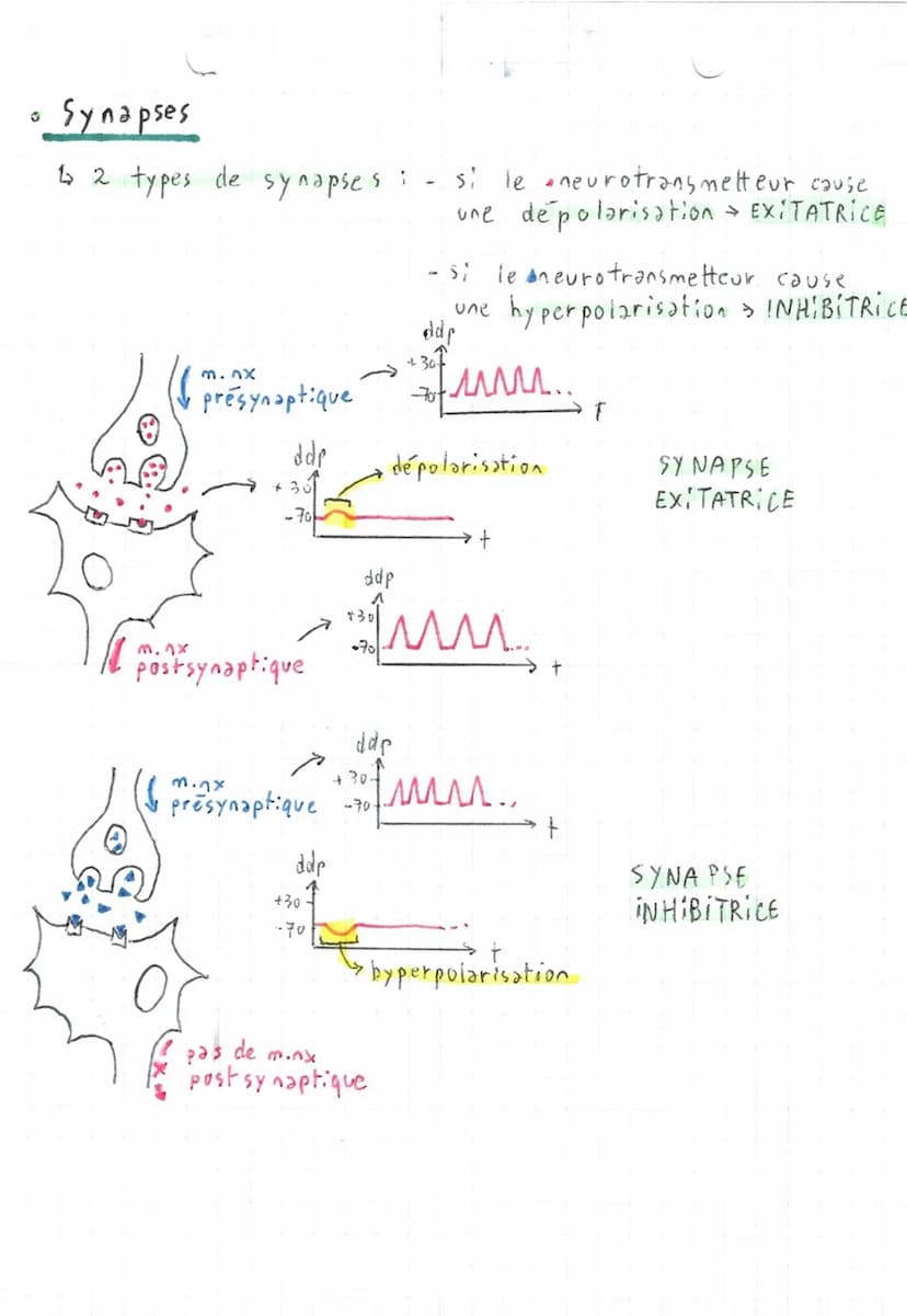 4
4
Comportements,
2 types de mouvements:
Fuseaux n.m
stimulus
(étirement)
→ Fuseaux
SVT.
~ et système nerveux ~
axone
fuseau cim
• Réflexe
