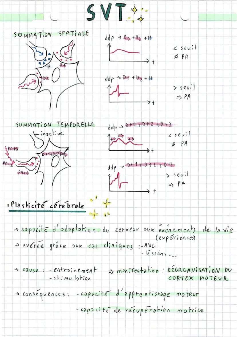4
4
Comportements,
2 types de mouvements:
Fuseaux n.m
stimulus
(étirement)
→ Fuseaux
SVT.
~ et système nerveux ~
axone
fuseau cim
• Réflexe
