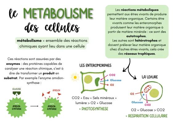 Know Le métabolisme des cellules thumbnail