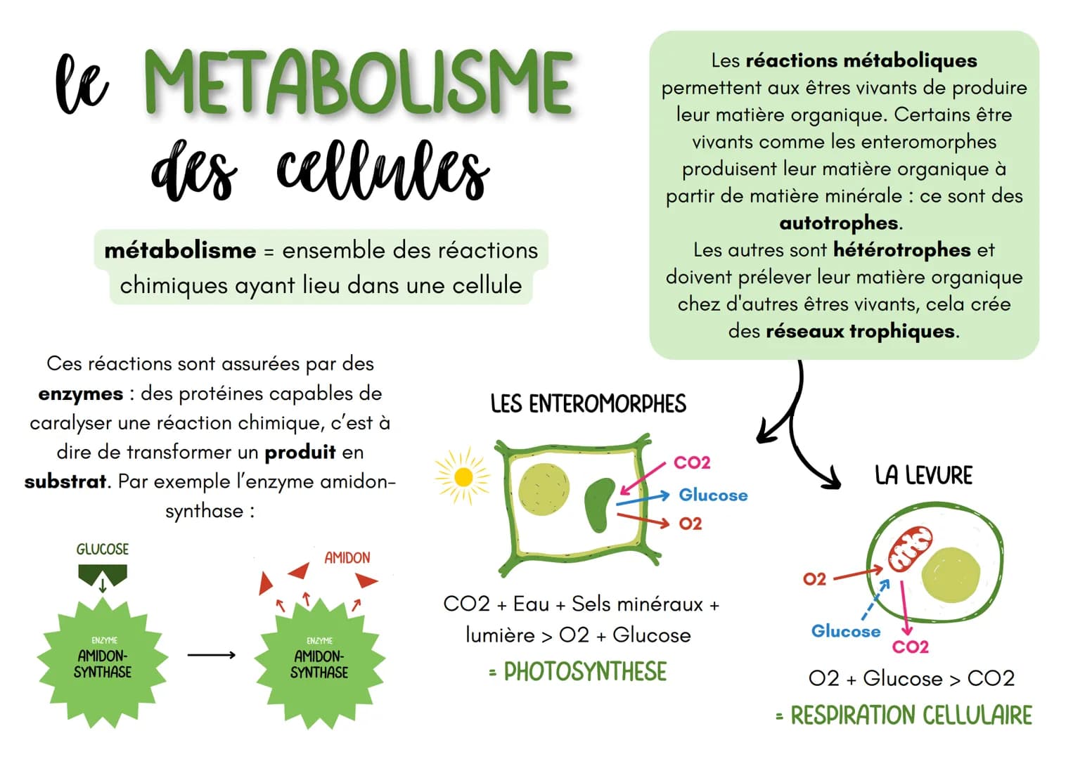 le METABOLISME
des cellules
métabolisme = ensemble des réactions
chimiques ayant lieu dans une cellule
Ces réactions sont assurées par des
e