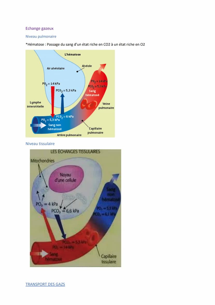 
<p>Les définitions importantes en biologie humaine comprennent l'absorption digestive, qui est le passage des nutriments de la lumière de l
