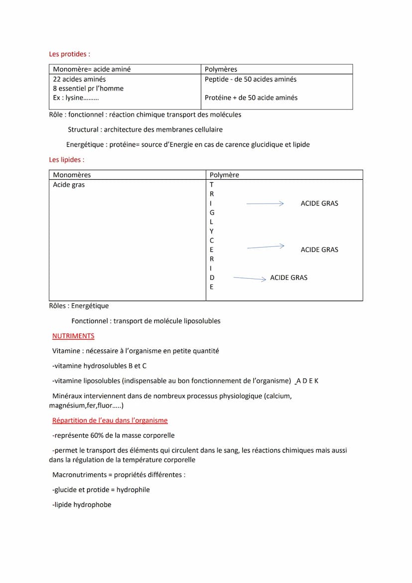 
<p>Les définitions importantes en biologie humaine comprennent l'absorption digestive, qui est le passage des nutriments de la lumière de l