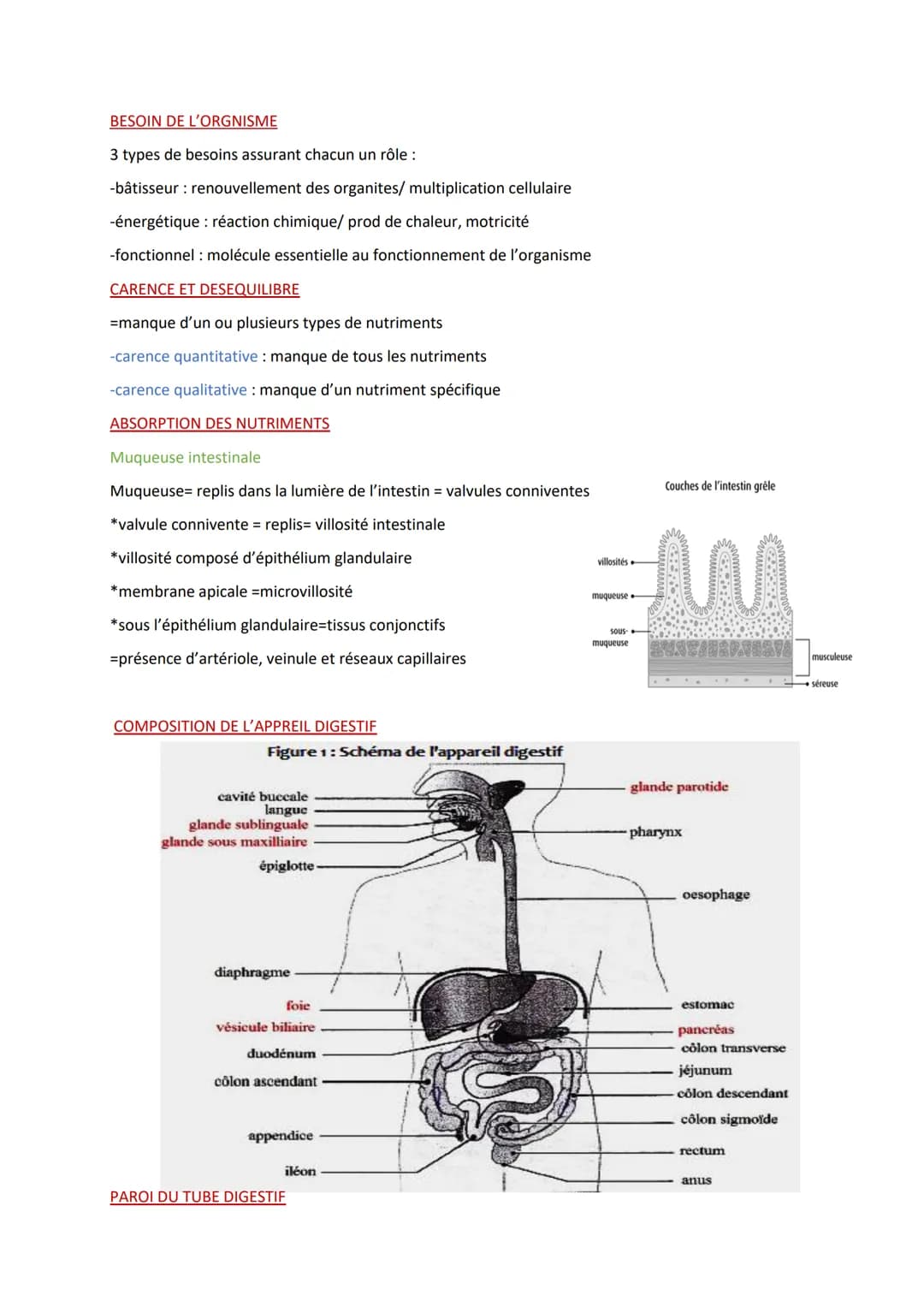 
<p>Les définitions importantes en biologie humaine comprennent l'absorption digestive, qui est le passage des nutriments de la lumière de l