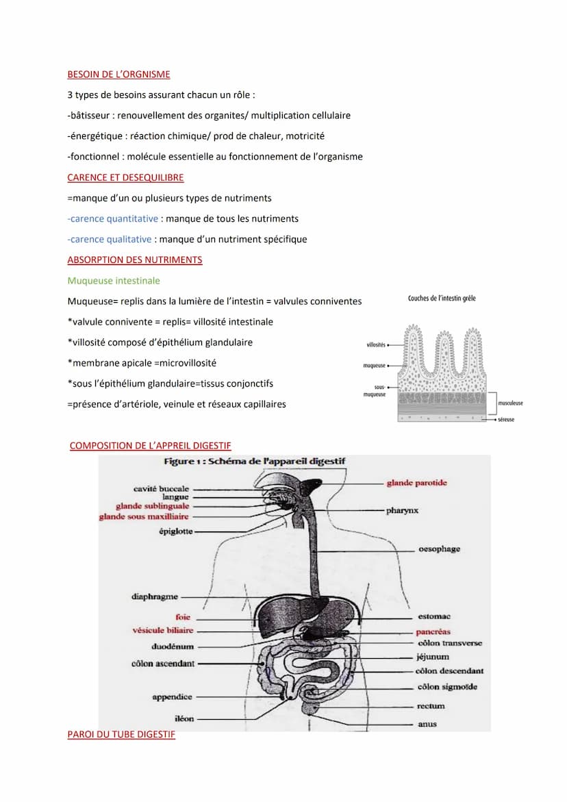
<p>Les définitions importantes en biologie humaine comprennent l'absorption digestive, qui est le passage des nutriments de la lumière de l
