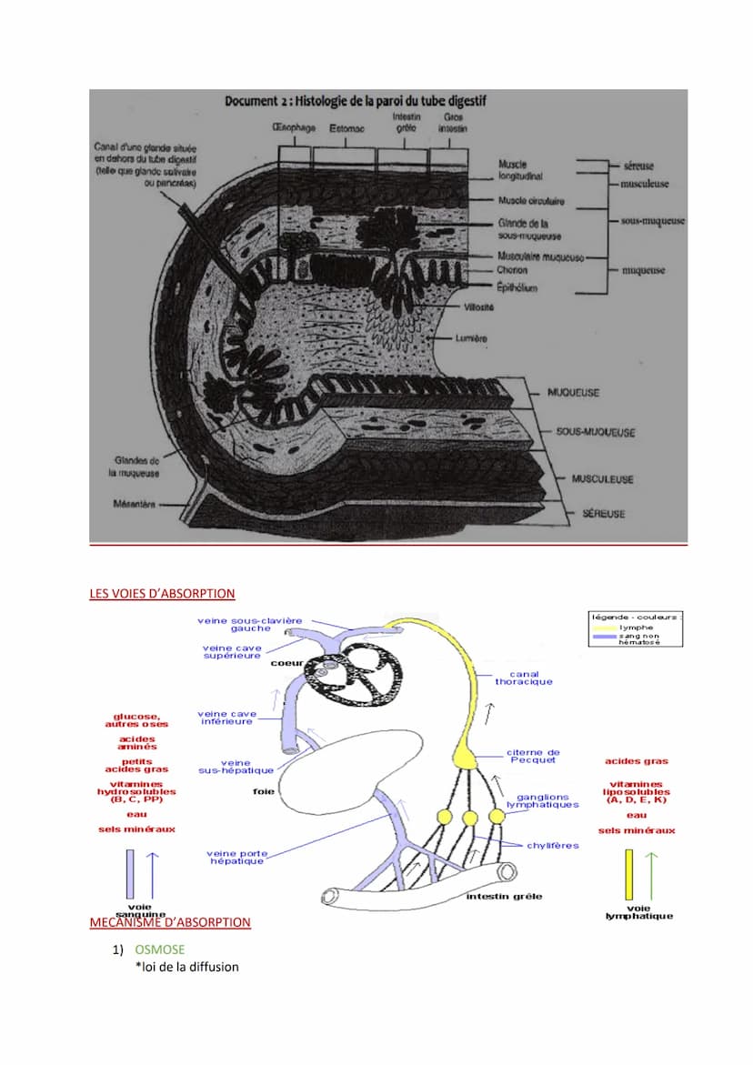 
<p>Les définitions importantes en biologie humaine comprennent l'absorption digestive, qui est le passage des nutriments de la lumière de l