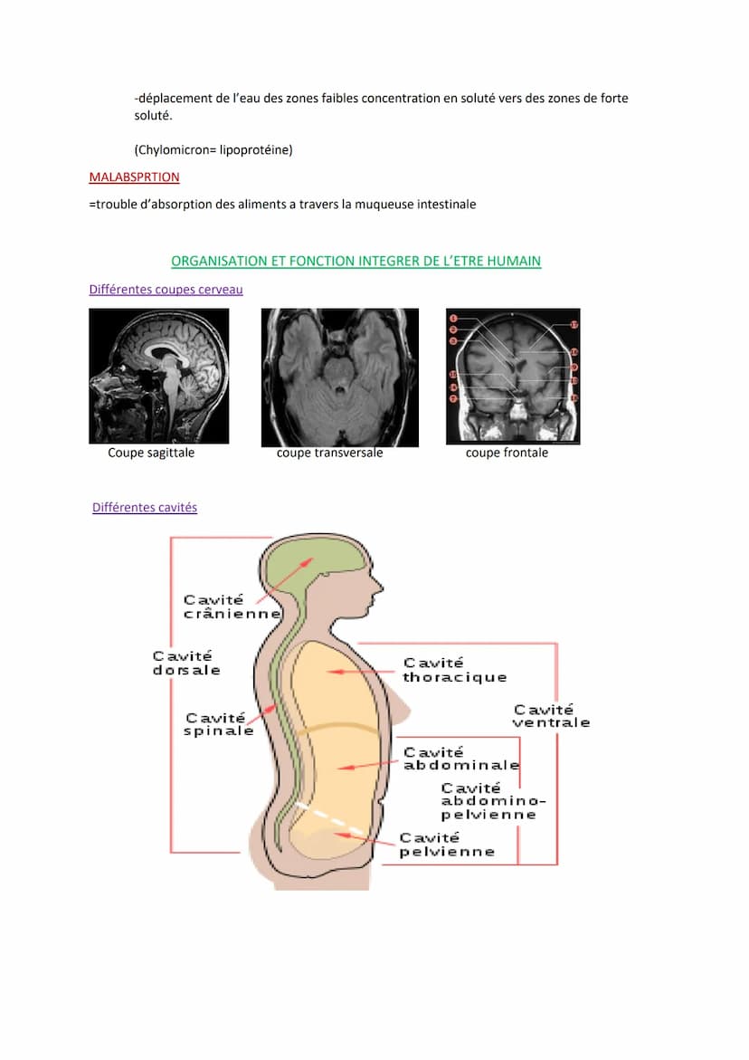 
<p>Les définitions importantes en biologie humaine comprennent l'absorption digestive, qui est le passage des nutriments de la lumière de l