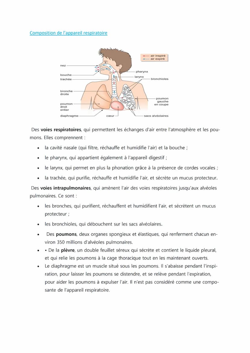 
<p>Les définitions importantes en biologie humaine comprennent l'absorption digestive, qui est le passage des nutriments de la lumière de l