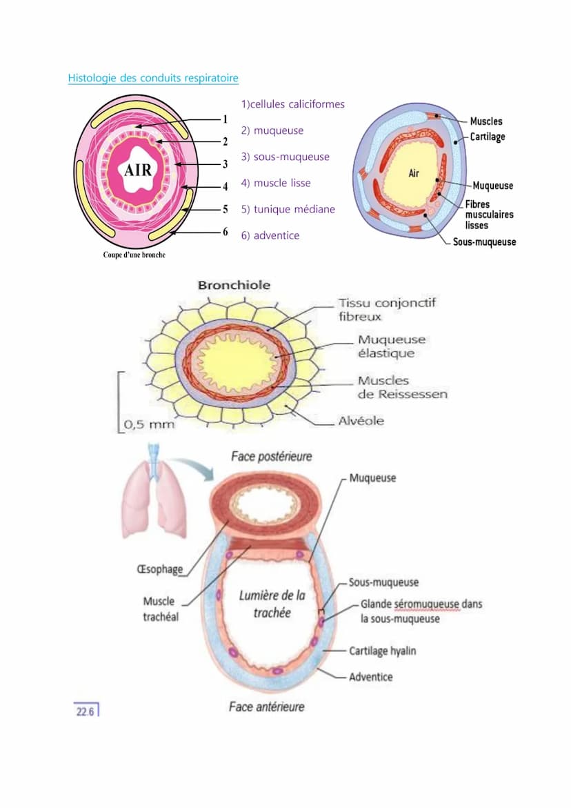
<p>Les définitions importantes en biologie humaine comprennent l'absorption digestive, qui est le passage des nutriments de la lumière de l