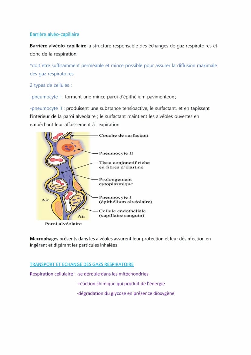 
<p>Les définitions importantes en biologie humaine comprennent l'absorption digestive, qui est le passage des nutriments de la lumière de l