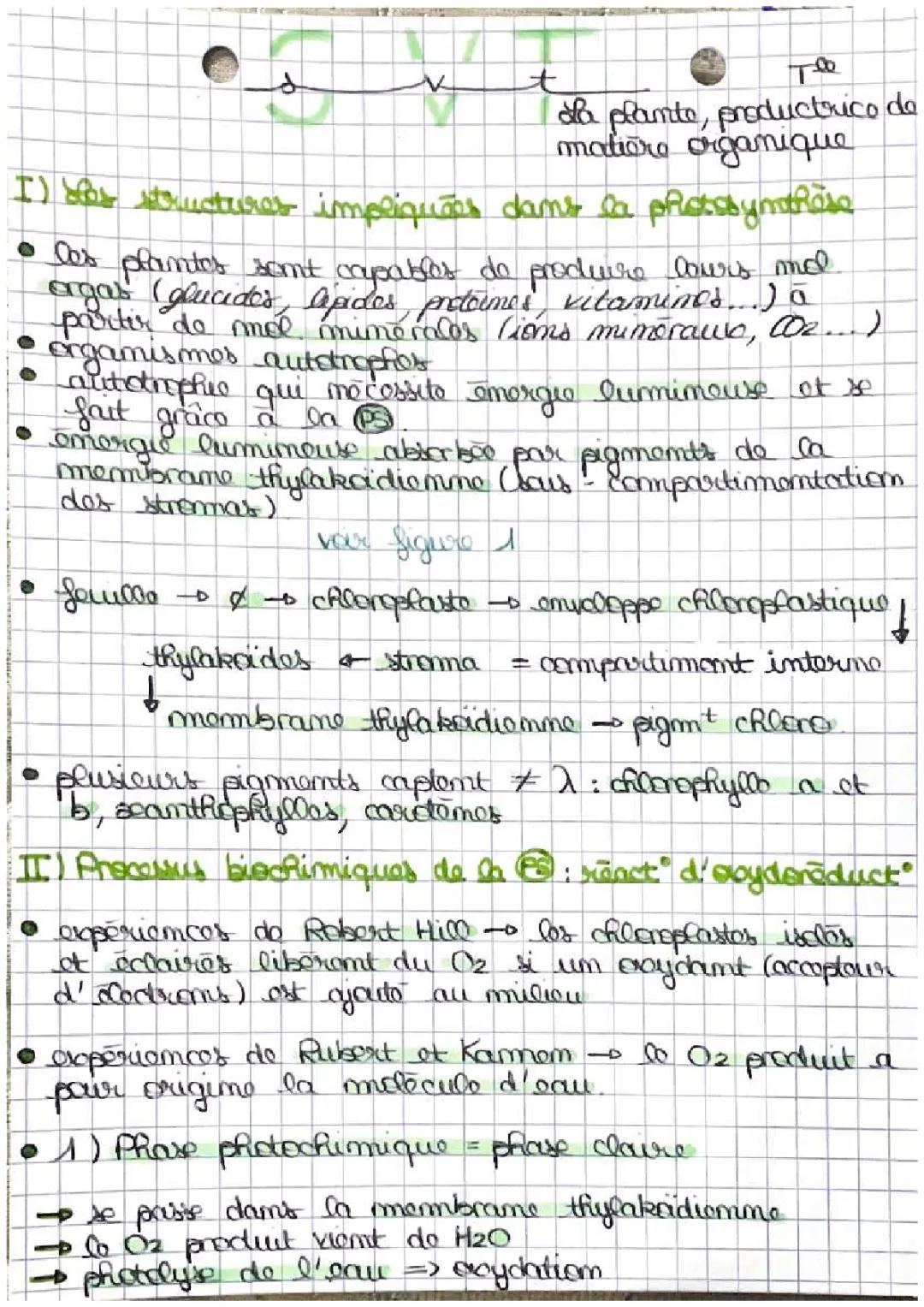 La plante, productrice de matière organique 