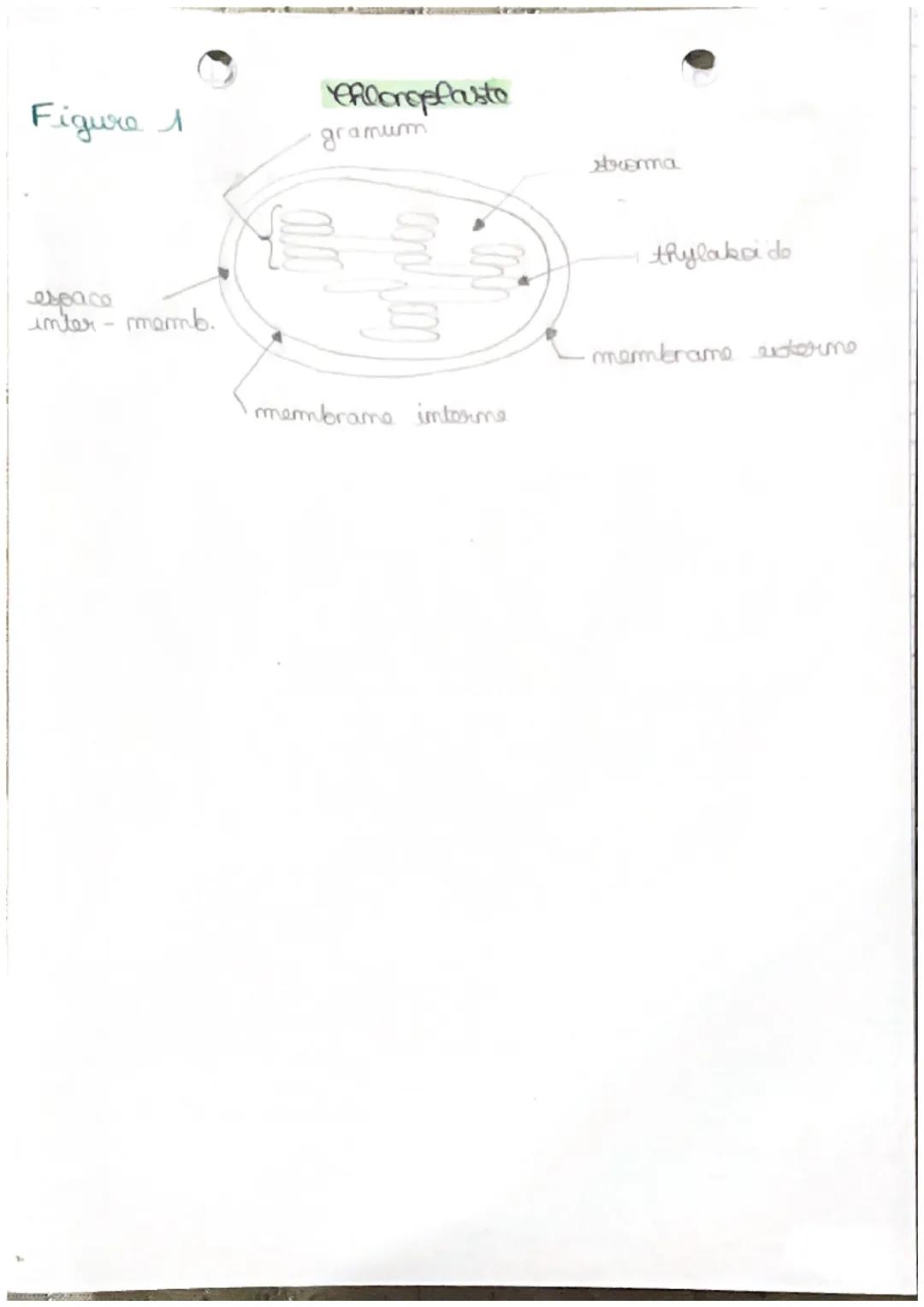 t
тв
La plante, productrico de
matière organique
I) Les structures impliquães dans la photosynthèse
• les plantes sont capables de produire 