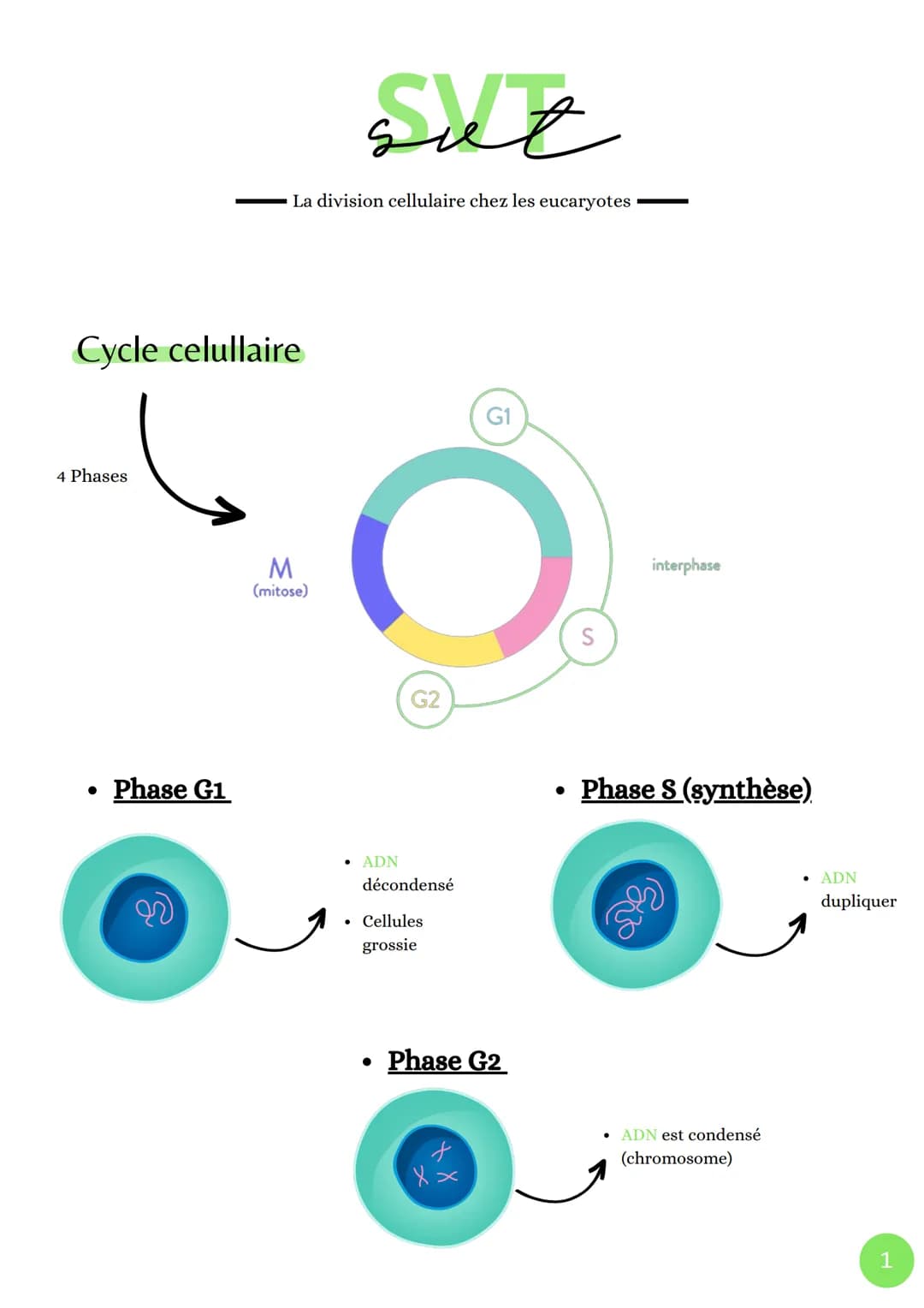 Cycle celullaire
4 Phases
• Phase G1
La division cellulaire chez les eucaryotes
sut
M
(mitose)
. ADN
G2
décondensé
Cellules
grossie
●
Phase 