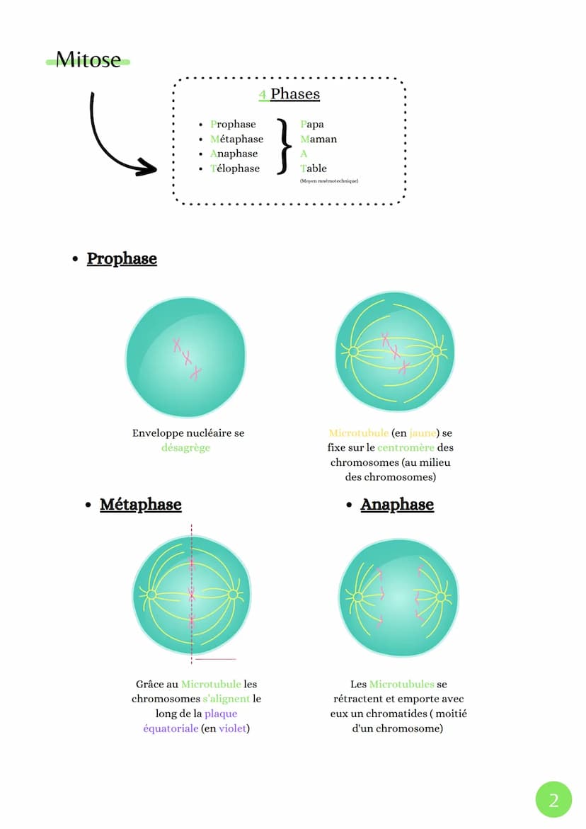 Cycle celullaire
4 Phases
• Phase G1
La division cellulaire chez les eucaryotes
sut
M
(mitose)
. ADN
G2
décondensé
Cellules
grossie
●
Phase 