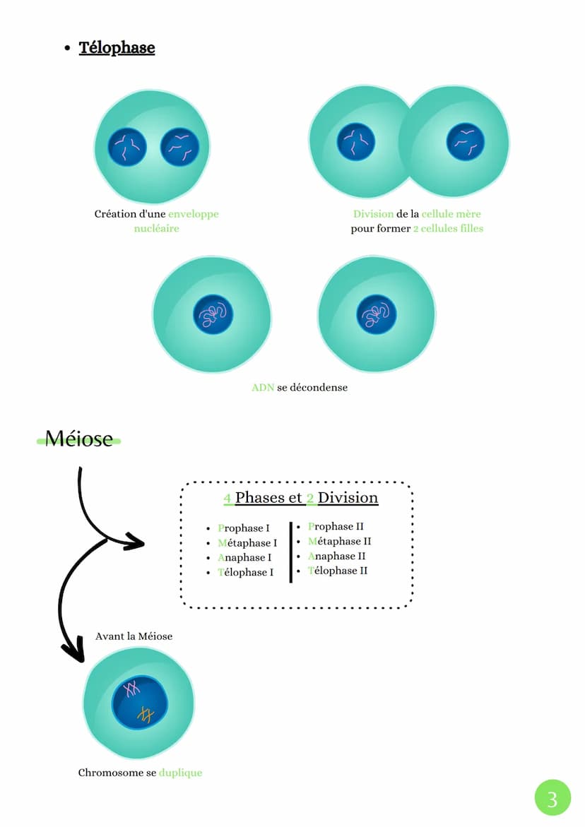 Cycle celullaire
4 Phases
• Phase G1
La division cellulaire chez les eucaryotes
sut
M
(mitose)
. ADN
G2
décondensé
Cellules
grossie
●
Phase 