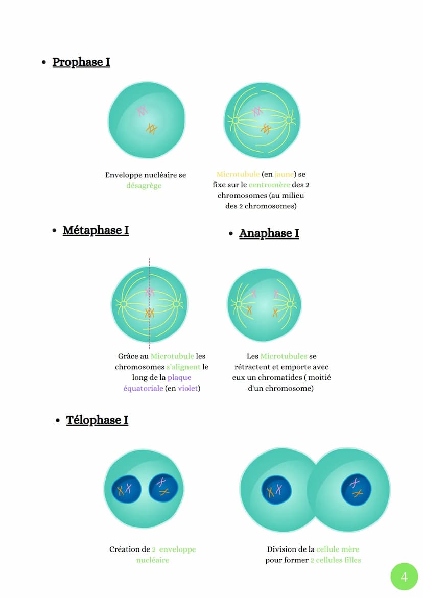 Cycle celullaire
4 Phases
• Phase G1
La division cellulaire chez les eucaryotes
sut
M
(mitose)
. ADN
G2
décondensé
Cellules
grossie
●
Phase 